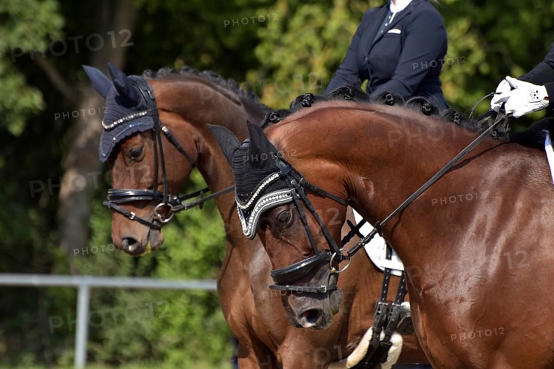 Close-up of a dressage competition at a horse show with bridle, ear protection and plaited mane, Rhineland-Palatinate, Germany