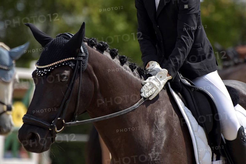Close-up of a dressage test at a horse show, praising the horse, horse with braided mane, Rhineland-Palatinate, Germany