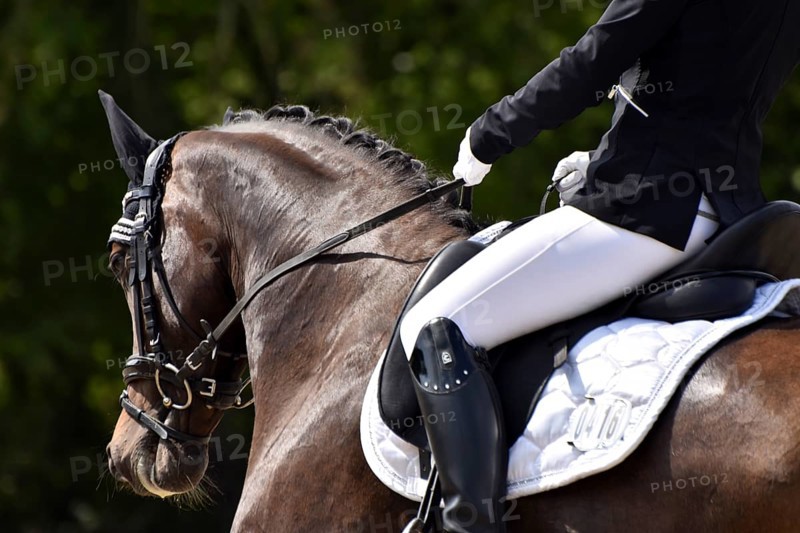 Close-up of a dressage competition at a horse show with typical equipment of rider and horse, Rhineland-Palatinate, Germany
