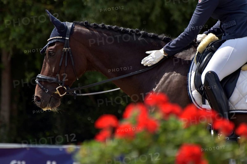 Close-up of horse and praising rider with the typical flower decoration at a dressage competition of a horse show, Rhineland-Palatinate, Germany
