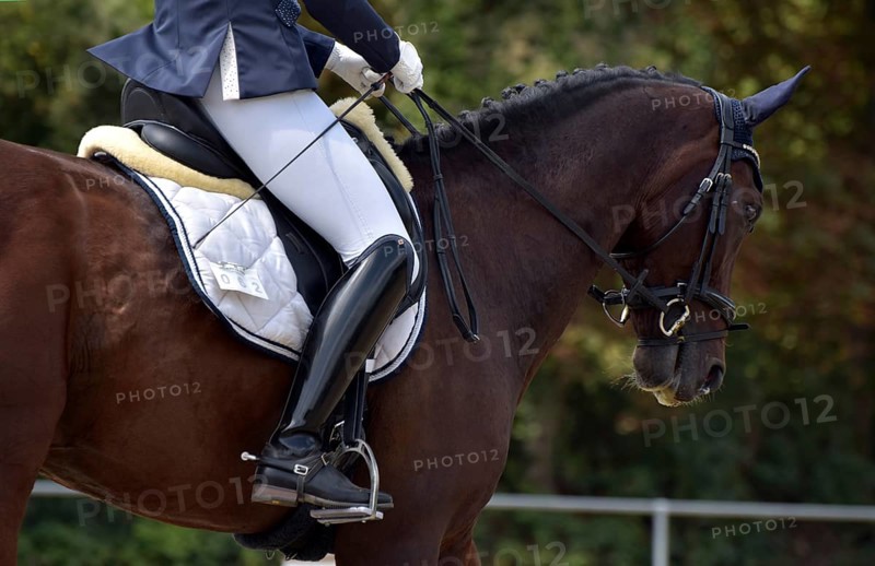 Close-up of a horse's head and neck with braided mane during a dressage competition at a horse show, Rhineland-Palatinate, Germany