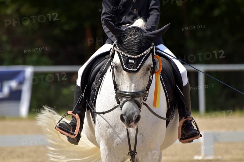 Close-up of a dressage competition at a horse show with typical equipment of rider and horse and a winner's ribbon, Rhineland-Palatinate, Germany