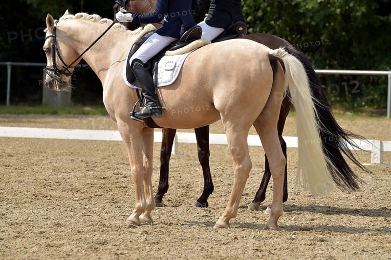 Close-up of two horses in a dressage competition at a horse show, Rhineland-Palatinate, Germany