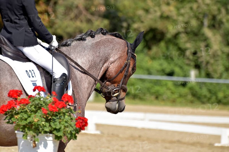 Close-up of horse and rider with the typical floral decoration at a dressage competition at a horse show, Rhineland-Palatinate, Germany
