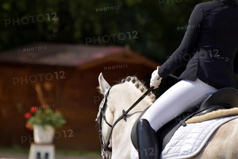 Close-ups of a dressage competition at a horse show, Rhineland-Palatinate, Germany