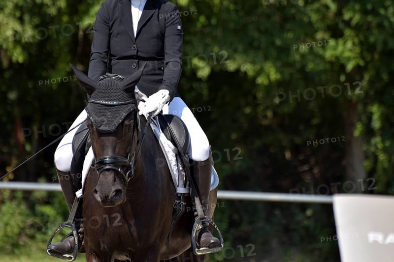 Close-up of a dressage competition at a horse show with typical equipment of rider and horse, Rhineland-Palatinate, Germany
