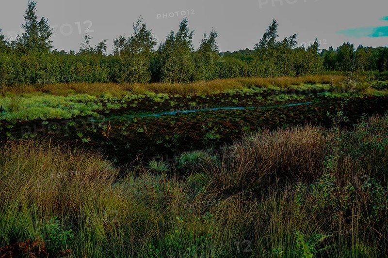 A moorland landscape with dense vegetation and a mysterious atmosphere under a cloudy sky, Diepholzer Moor adventure trail, 49356 Diepholz, Germany