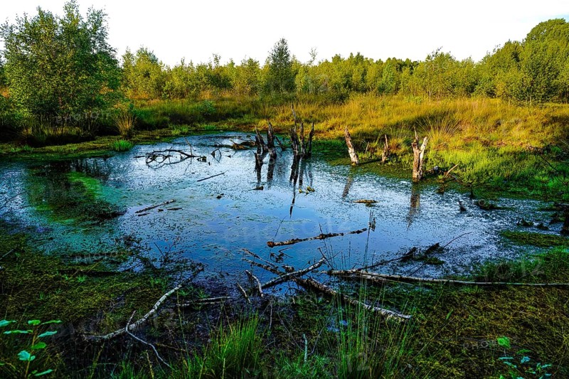 An algae-covered swampy pond with tree stumps and surrounded by green forest, appears quiet and close to nature, Diepholzer Moor adventure trail, 49356 Diepholz, Germany