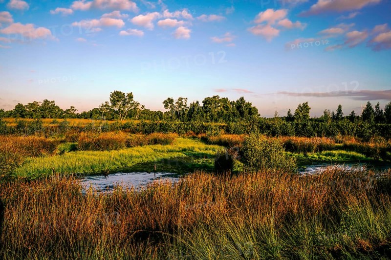 Wide meadow landscape under a blue sky with scattered clouds and surrounding vegetation, Diepholzer Moor adventure trail, 49356 Diepholz, Germany