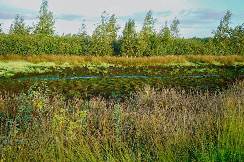 Wilderness with marshy ground, tufts of grass and trees in a peaceful setting, Diepholzer Moor adventure trail, 49356 Diepholz, Germany