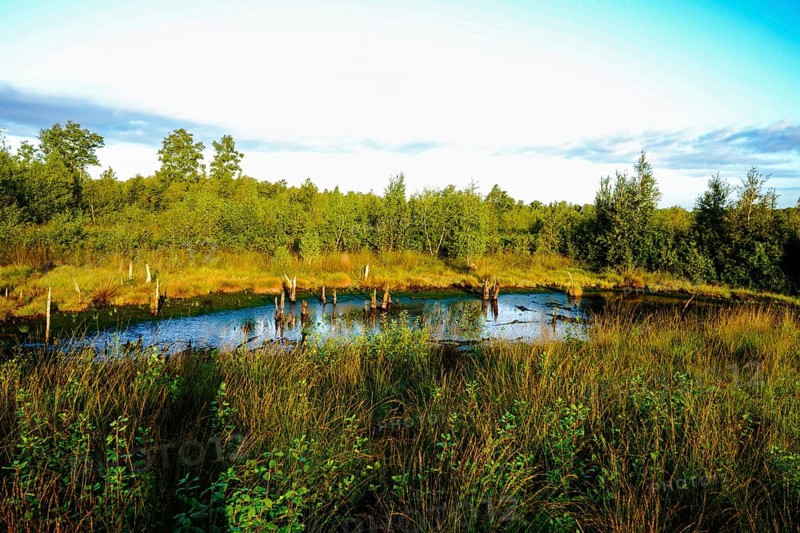 Living pond in the moor area, surrounded by dense vegetation and trees in summer light, Diepholzer Moor adventure trail, 49356 Diepholz, Germany