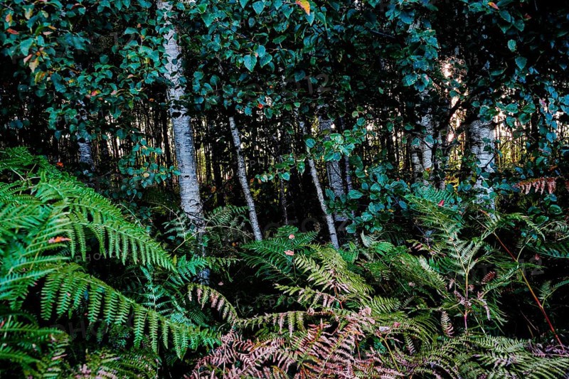 Dense forest with birches and ferns, creating a shady and cool environment, Diepholzer Moor adventure trail, 49356 Diepholz, Germany