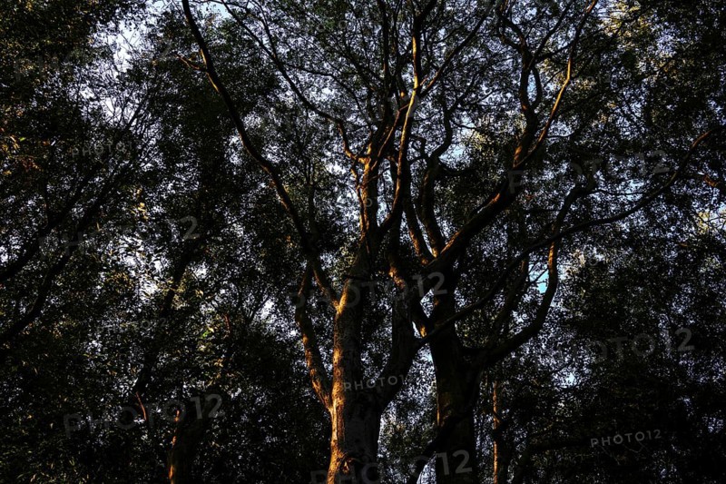Shady forest area where the light falls through the dense treetops and creates a mystical atmosphere, Diepholzer Moor adventure trail, 49356 Diepholz, Germany