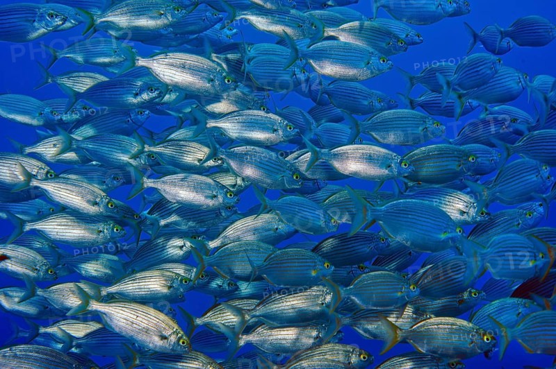 Large shoal of edible fish gilthead sea bream (Sarpa salpa), Mediterranean Sea, Giglio Island, Tuscany, Italy