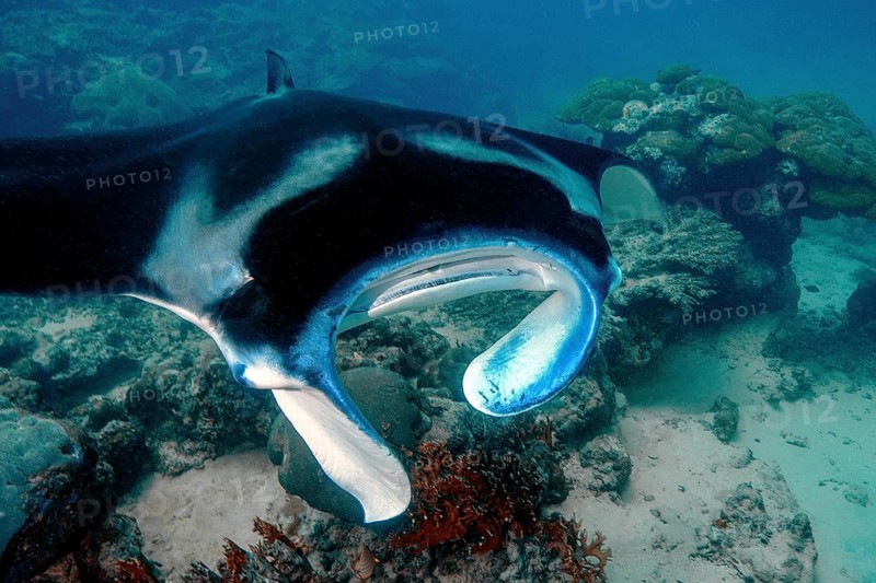 Underwater photo of coastal reef manta ray (Mobula alfredi) synonym ray common name devil ray swims through current channel connection between lagoon and open sea, Pacific Ocean, Yap Island, Yap State, Caroline Islands, FSM, Federated States of Micronesia, Australia, Oceania