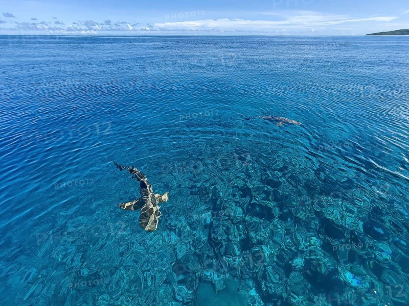 Reef sharks swimming close to the surface over coral reef off Yap Island, Pacific Ocean, Yap Island, Yap State, Caroline Islands, FSM, Federated States of Micronesia, Australia, Oceania