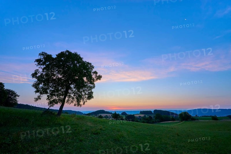 A walnut tree in a meadow at dusk under a blue-pink sky, Laudenau, Reichelsheim, Odenwald, Hesse, Germany