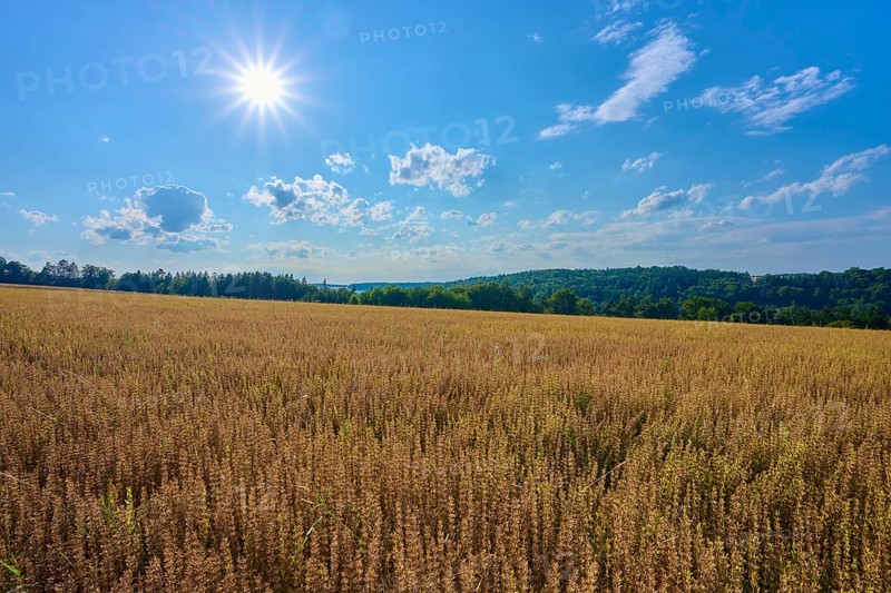 Sunshine over a wide grain field, surrounded by cloudy sky and green landscape, Reichartshausen, Amorbach, Odenwald, Bavaria, Germany