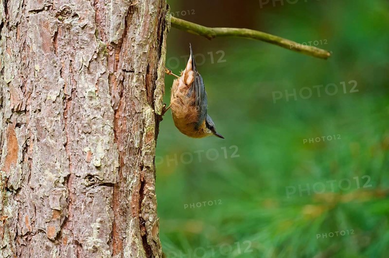 A bird, nuthatch (Sitta europaea), climbing upside down on a tree trunk in a green forest, Hesse, Germany