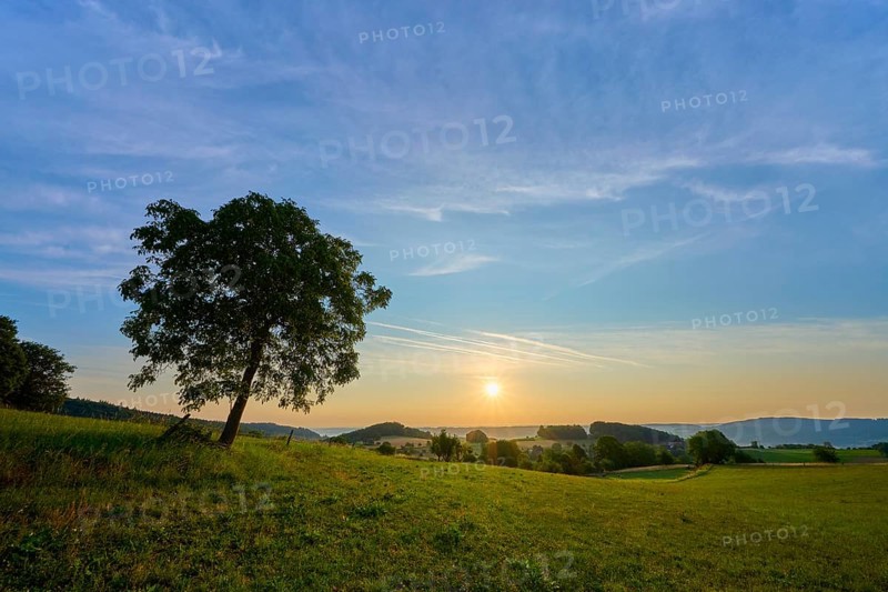A walnut tree stands in a meadow during a sunny morning with blue sky, Laudenau, Reichelsheim, Odenwald, Hesse, Germany