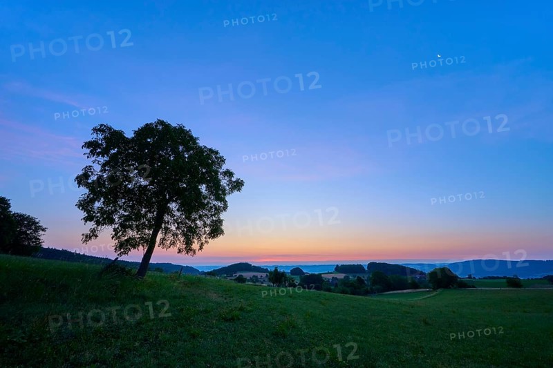 A lonely walnut tree in a meadow at dawn with blue sky, Laudenau, Reichelsheim, Odenwald, Hesse, Germany