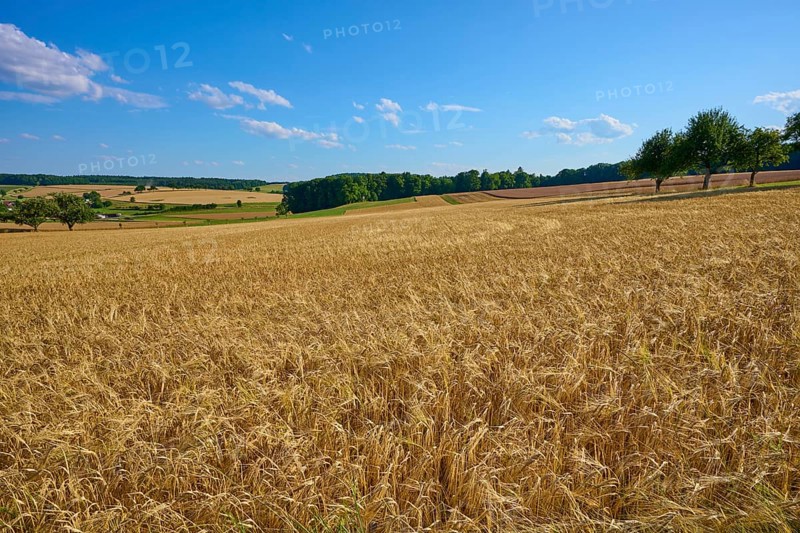 Wide grain fields with trees on the horizon under a bright blue sky with scattered clouds, Reichartshausen, Amorbach, Odenwald, Bavaria, Germany