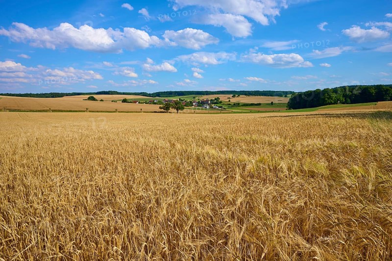 Sprawling fields of grain under a bright blue sky with picturesque clouds in the distance, Reichartshausen, Amorbach, Odenwald, Bavaria, Germany