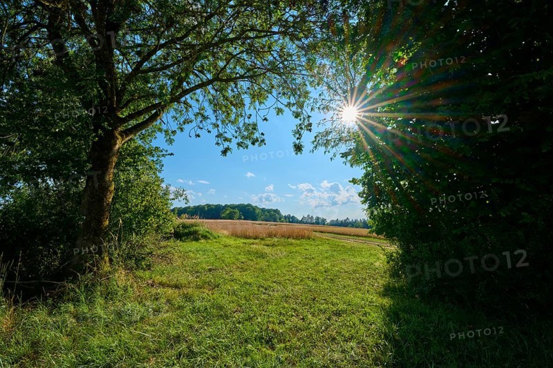 Sun-drenched landscape with trees and open fields, Reichartshausen, Amorbach, Odenwald, Bavaria, Germany