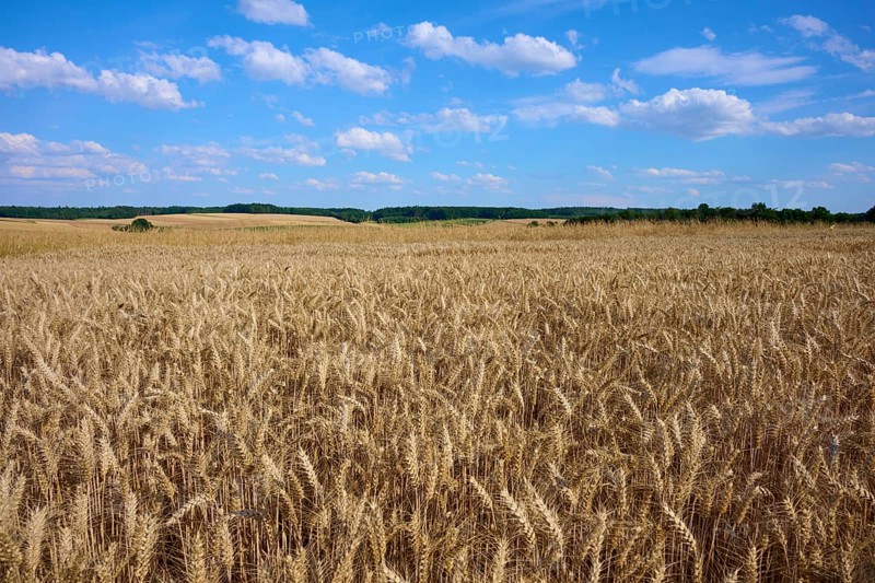 Wide wheat fields under a clear blue sky with scattered clouds, Reichartshausen, Amorbach, Odenwald, Bavaria, Germany