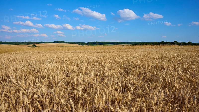 Wide wheat field under a clear blue sky with white clouds, Reichartshausen, Amorbach, Odenwald, Bavaria, Germany