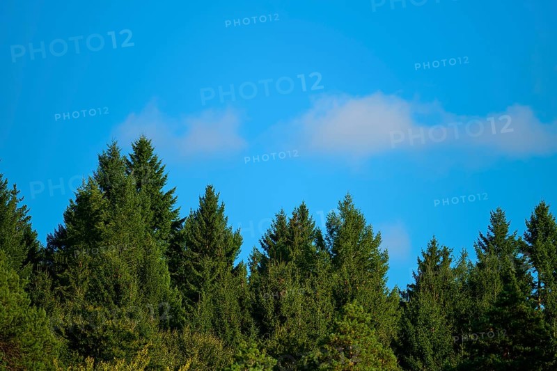 A dense forest under a clear blue sky that conveys a feeling of peace and closeness to nature, Walldürn, Baden-Württemberg, Germany