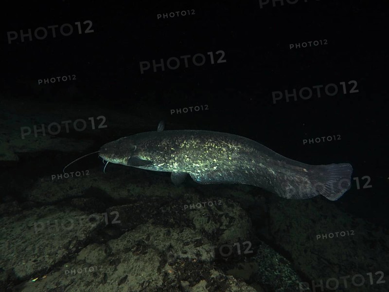 A catfish swims in a dark, rocky water environment. Dive site Klosterinsel, Rheinau, Canton Zurich, Rhine, High Rhine, Switzerland, Germany