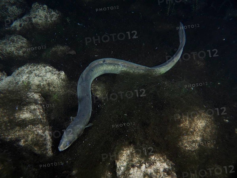 A European eel (Anguilla anguilla) wriggles over dark rocks in the water. Dive site Klosterinsel, Rheinau, Canton Zurich, Rhine, High Rhine, Switzerland, Germany