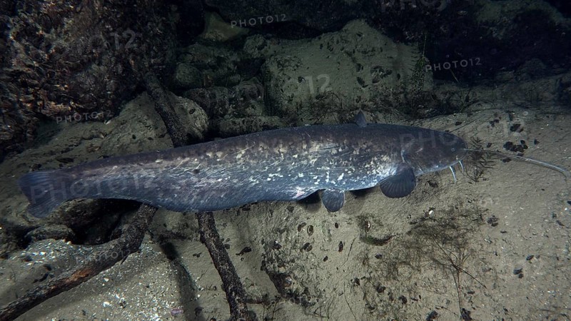 A long catfish (Silurus glanis), Waller, gliding along a sandy bottom. Dive site Klosterinsel, Rheinau, Canton Zurich, Rhine, High Rhine, Switzerland, Germany