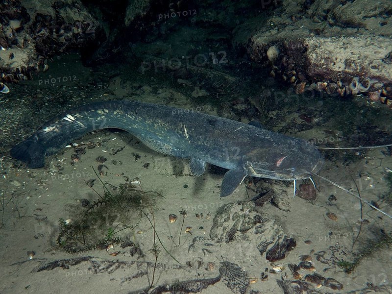 A catfish (Silurus glanis), Waller, on a sandy bottom with surrounding rocks. Dive site Klosterinsel, Rheinau, Canton Zurich, Rhine, High Rhine, Switzerland, Germany