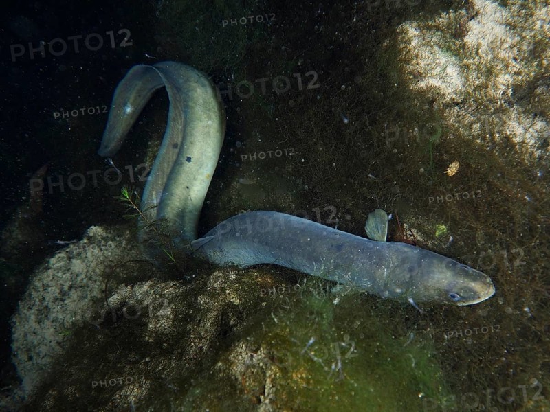 A bent European eel (Anguilla anguilla) moves between rocks and plants. Dive site Klosterinsel, Rheinau, Canton Zurich, Rhine, High Rhine, Switzerland, Germany