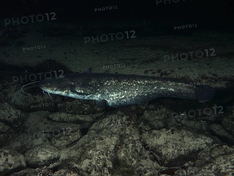 A catfish (Silurus glanis), Waller, swimming in the dark over stones. Dive site Klosterinsel, Rheinau, Canton Zurich, Rhine, High Rhine, Switzerland, Germany