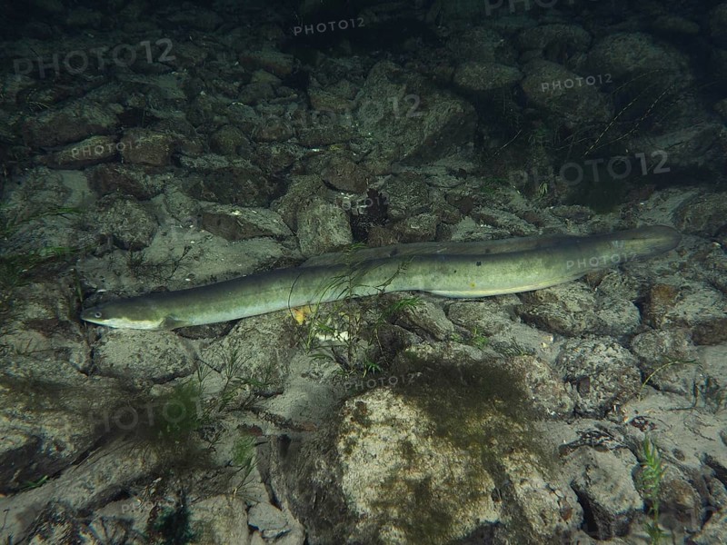 A long European eel (Anguilla anguilla) lies calmly on a gravelly bottom. Dive site Klosterinsel, Rheinau, Canton Zurich, Rhine, High Rhine, Switzerland, Germany