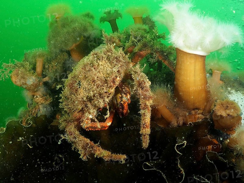 Spider crab (Maja squinado) camouflages itself with algae in the green water. Dive site Rinvyle, Co. Galway, Irish Sea, North Atlantic, Ireland