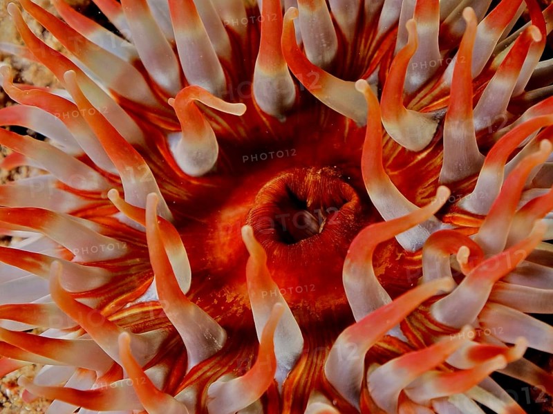 Close-up of tentacles of a red-orange sea anemone, Dahlia anemone (Urticina felina) . Dive site Maharees Islands, Castlegregory, Co. Kerry, Irish Sea, North Atlantic, Ireland