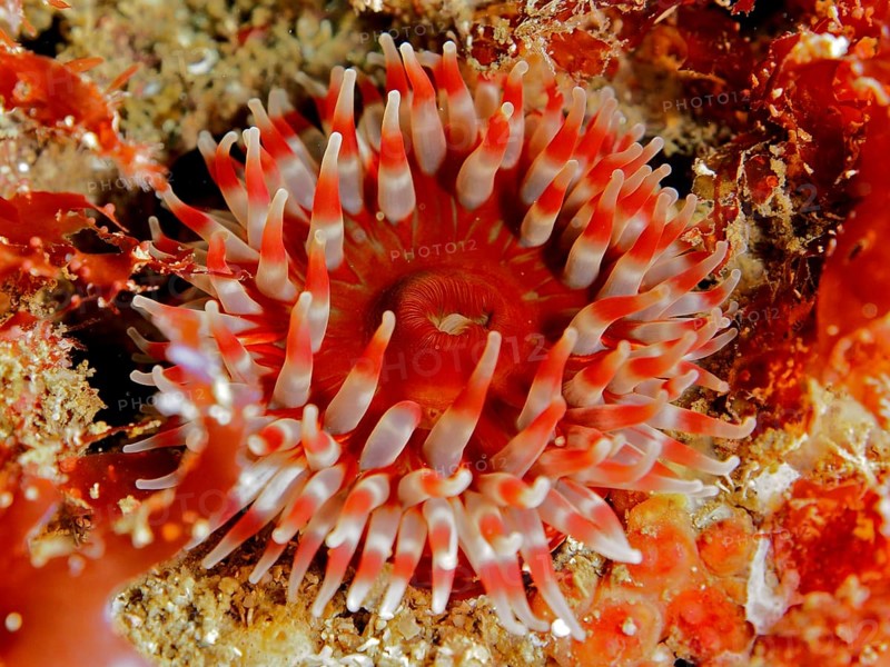Red sea anemone, Dahlia anemone (Urticina felina), with tentacles spread out on the seabed. Dive site Maharees Islands, Castlegregory, Co. Kerry, Irish Sea, North Atlantic, Ireland