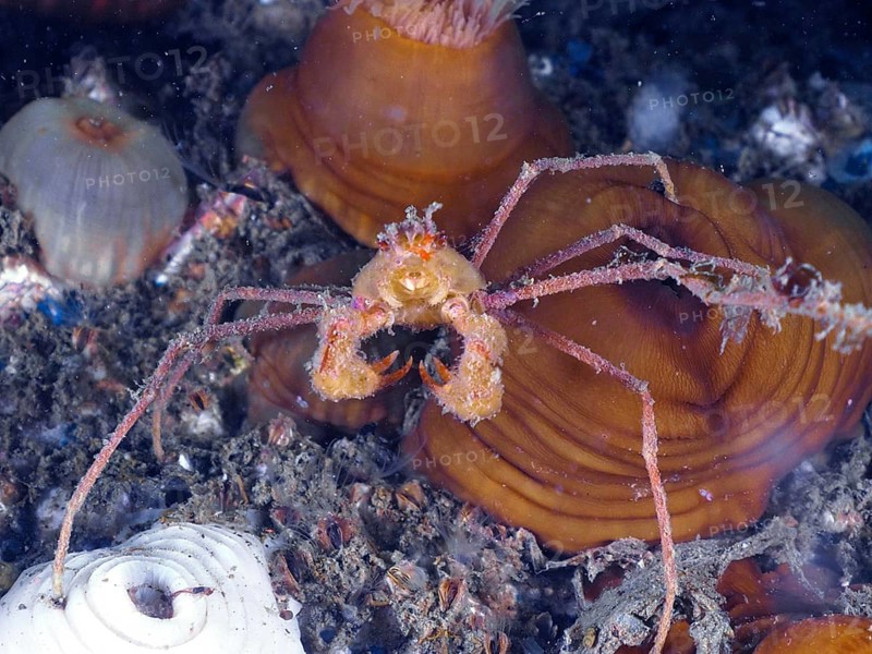 Scorpion spider crab (Inachus), spider crab, on a seabed between anemones and mussels. Dive site Rinvyle, Co. Galway, Irish Sea, North Atlantic, Ireland