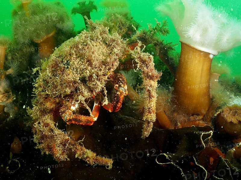 Spider crab (Maja squinado) camouflaged with algae in green water with sea anemones. Dive site Rinvyle, Co. Galway, Irish Sea, North Atlantic, Ireland