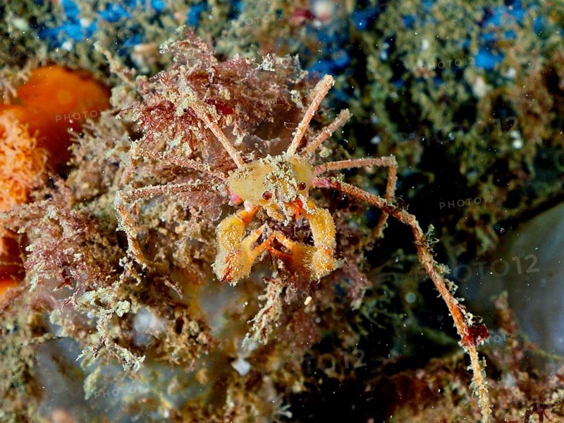 Scorpion spider crab (Inachus), spider crab, on sandy seabed. Dive site Rinvyle, Co. Galway, Irish Sea, North Atlantic, Ireland