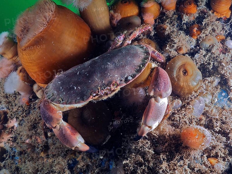 Crab (Cancer pagurus) on seabed with surrounding anemones and sand. Dive site Rinvyle, Co. Galway, Irish Sea, North Atlantic, Ireland