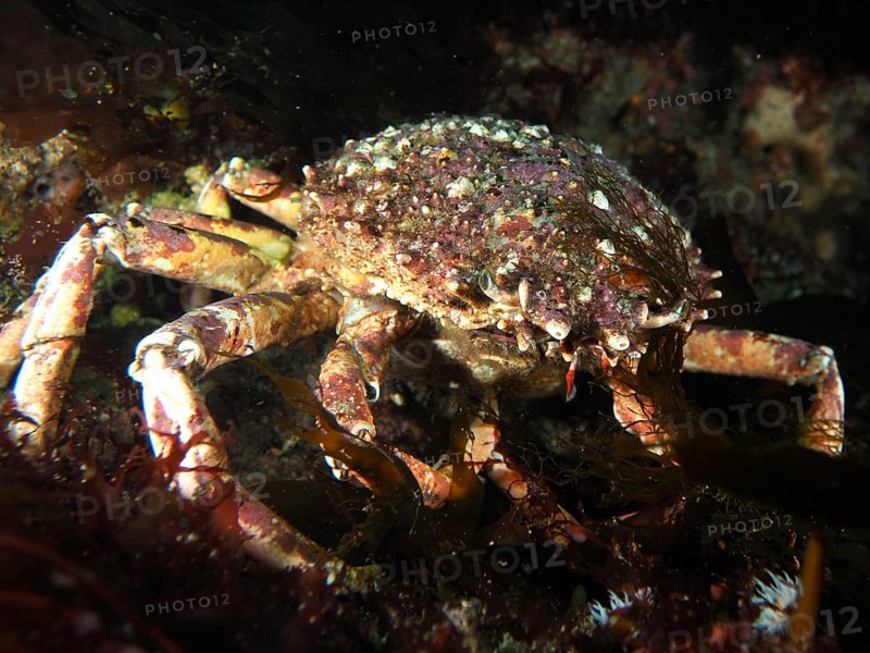 European spider crab (Maja squinado) with textured carapace in a dark underwater environment. Dive site Maharees Islands, Castlegregory, Co. Kerry, Irish Sea, North Atlantic, Ireland