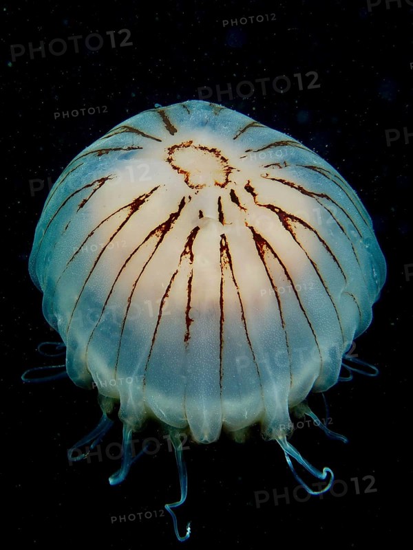 Luminous and transparent jellyfish with tentacles, compass jellyfish (Chrysaora hysoscella), in dark water. Dive site Renvyle, Co. Galway, Irish Sea, North Atlantic, Ireland