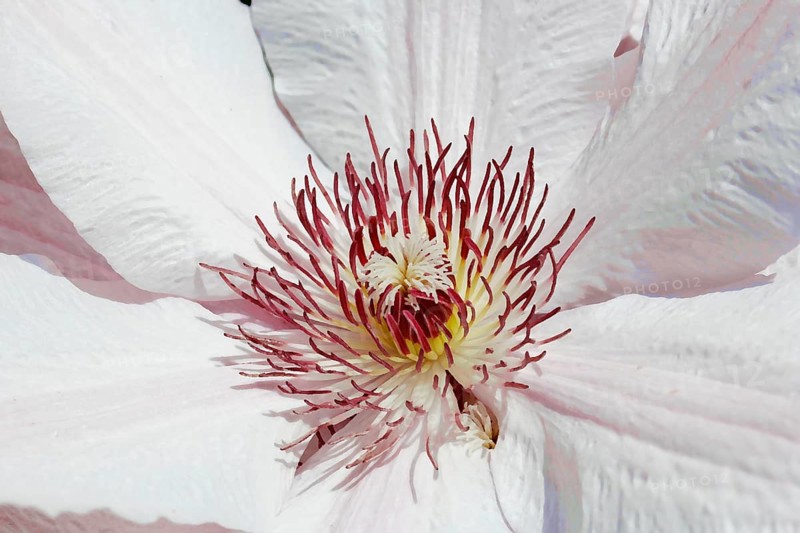 Clematis, North Rhine-Westphalia, Germany