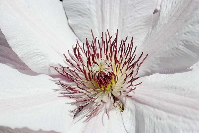 Clematis, North Rhine-Westphalia, Germany