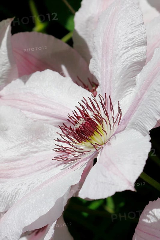 Clematis, North Rhine-Westphalia, Germany